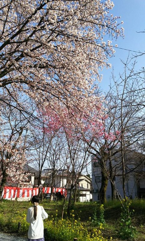20200321_kyouto-hiranojinjya-010