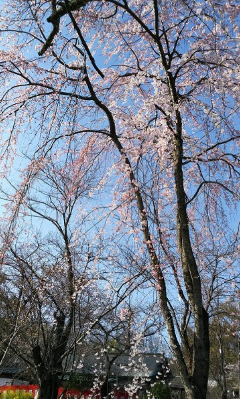 20200321_kyouto-hiranojinjya-011