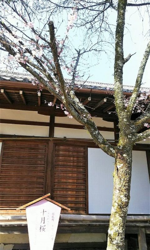 20200321_kyouto-hiranojinjya-014