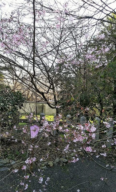 20200321_kyouto-hiranojinjya-015