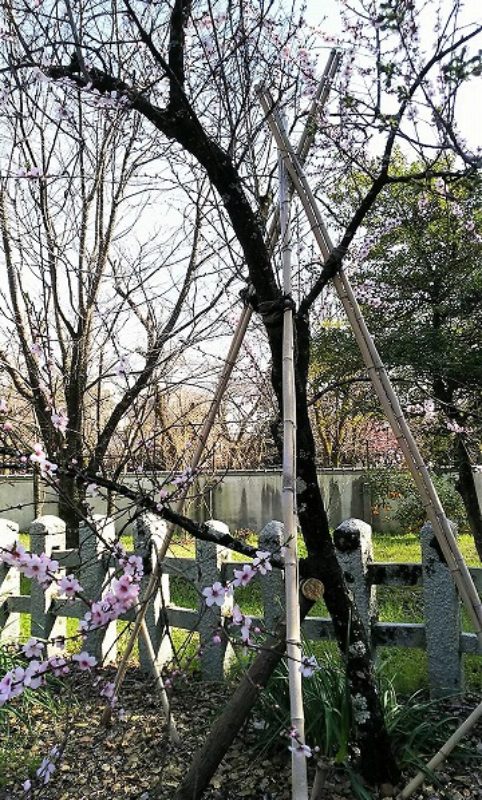 20200321_kyouto-hiranojinjya-016