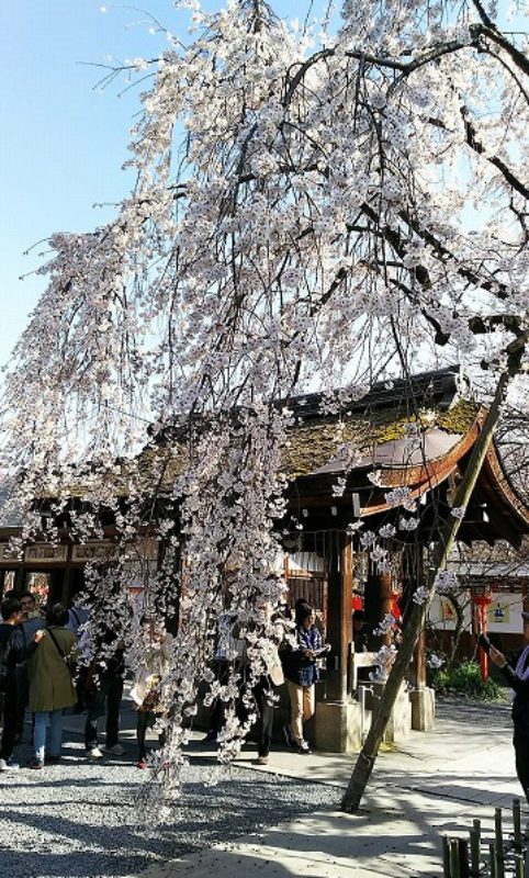 20200321_kyouto-hiranojinjya-017