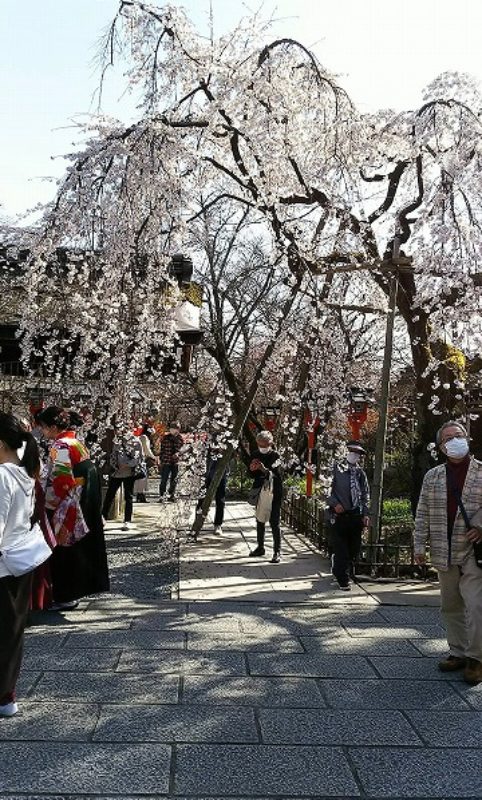 20200321_kyouto-hiranojinjya-019
