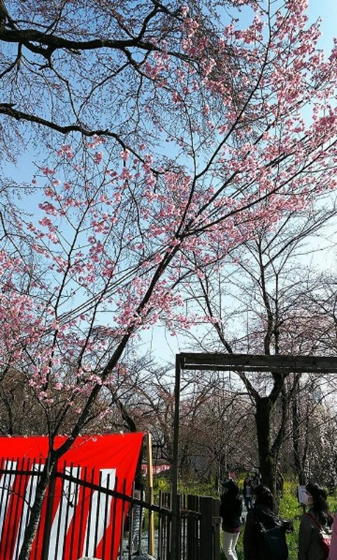 20200321_kyouto-hiranojinjya-020